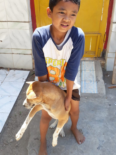 Paws of Nusa Penida | creating a dog & cat sterilisation program & dog sanctuary | Patreon Paws of Nusa Penida | creating a dog & cat sterilisation program & dog sanctuary | Patreon