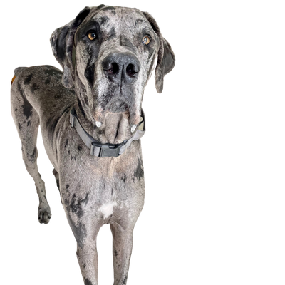 The Great Dane Rescue and Sanctuary of MN WI creating Videos