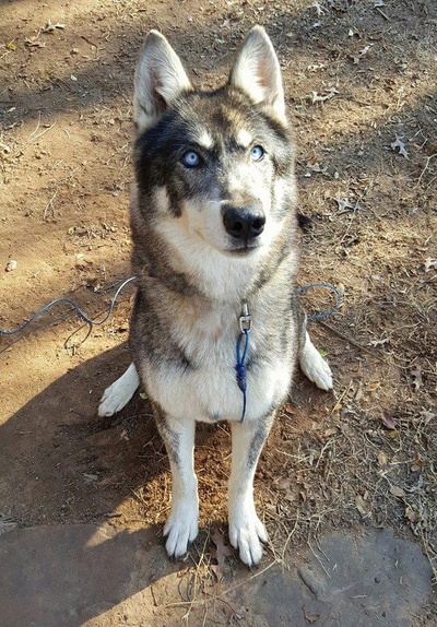 Heartland husky sales rescue