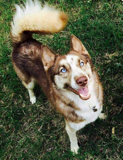 Heartland husky rescue online