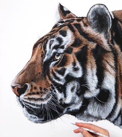 Emily-Mei Cross | creating highly detailed wildlife and pet portraits ...