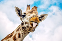 Patreon profile picture for @giraffes