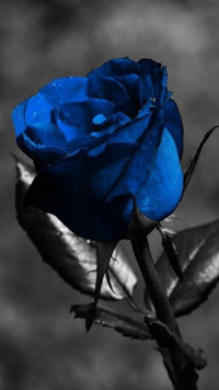 Patreon profile picture for @Tippy