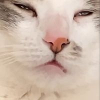 Patreon profile picture