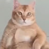 Patreon profile picture